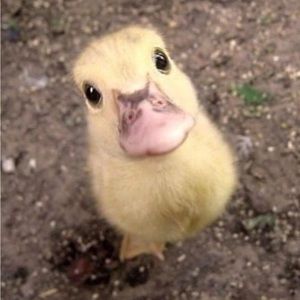 Meet your Posher, Deana